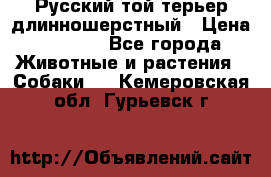 Русский той-терьер длинношерстный › Цена ­ 7 000 - Все города Животные и растения » Собаки   . Кемеровская обл.,Гурьевск г.